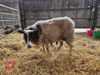 6T JACOB X SHETLAND EWE & LAMB AT FOOT - BIDS FOR THE GROUP - 2