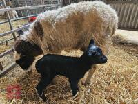 6T JACOB X SHETLAND EWE & LAMB AT FOOT - BIDS FOR THE GROUP - 5