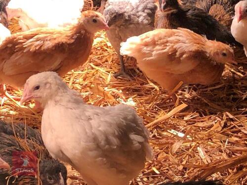 4 MIXED BREED HEN CHICKS - BIDS FOR THE GROUP