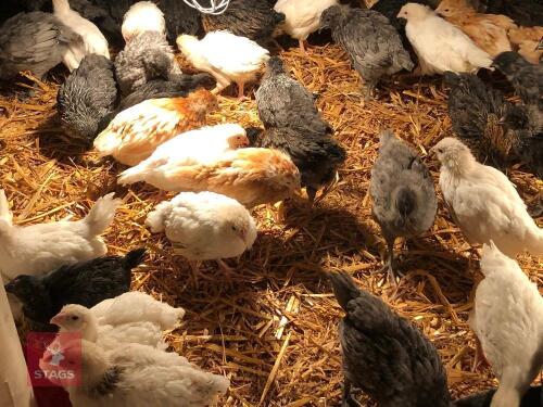6 MIXED BREED HEN CHICKS - BIDS FOR THE GROUP