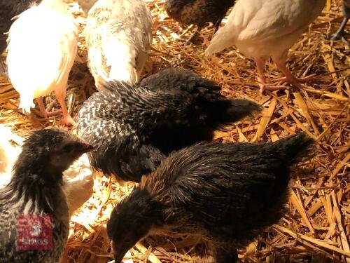 6 MIXED BREED HEN CHICKS - BIDS FOR THE GROUP