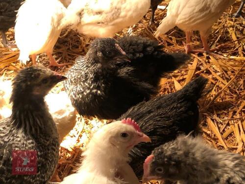 6 MIXED BREED HEN CHICKS - BIDS FOR THE GROUP
