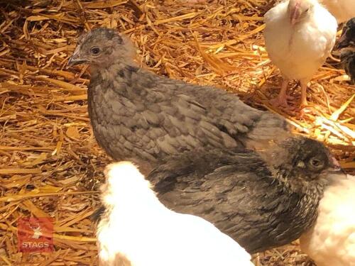 4 MIXED BREED HEN CHICKS - BIDS FOR THE GROUP