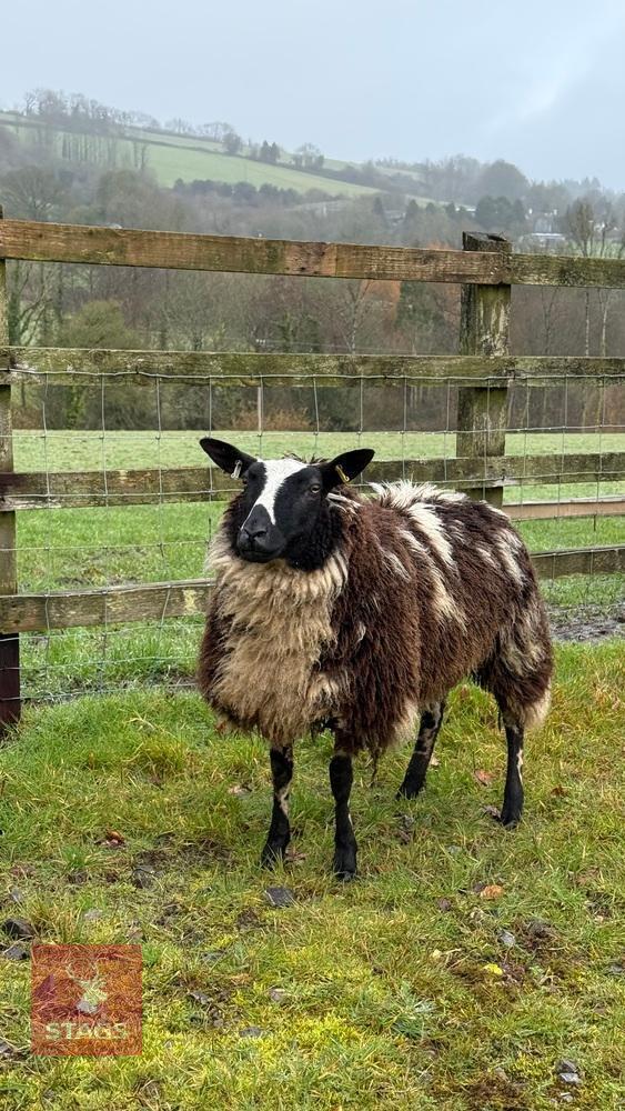 PEDIGREE DUTCH SPOTTED SHEARLING EWE