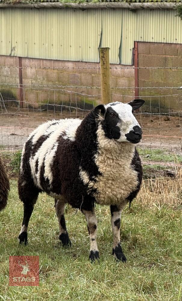 PEDIGREE DUTCH SPOTTED SHEARLING RAM