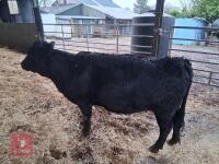 27MO PEDIGREE DEXTER HEIFER - 3