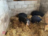2 PEDIGREE BERKSHIRE BOARS - BIDS PER LIFE