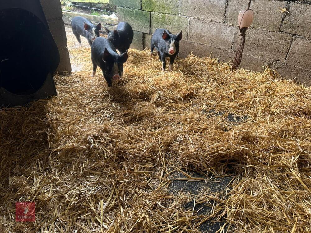 2 PEDIGREE BERKSHIRE BOARS - BIDS PER LIFE