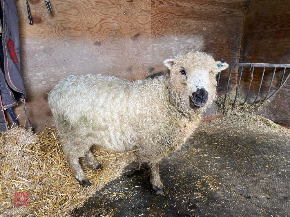 2YO PEDIGREE GREYFACE DARTMOOR EWE