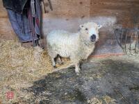 2YO PEDIGREE GREYFACE DARTMOOR EWE - 2