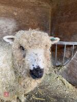 2YO PEDIGREE GREYFACE DARTMOOR EWE - 3