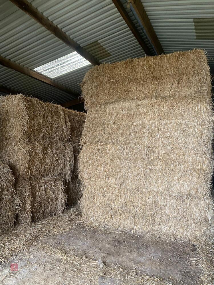 18 SQUARE BALES OF WINTER BARLEY STRAW - BIDS PER BALE