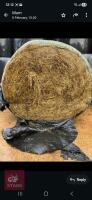 50 ROUND BALES OF 2025 SILAGE - BIDS PER BALE - 2