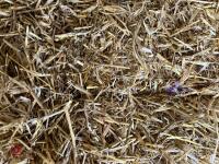 50 CONVENTIONAL BALES OF STRAW - BIDS FOR THE GROUP - 6