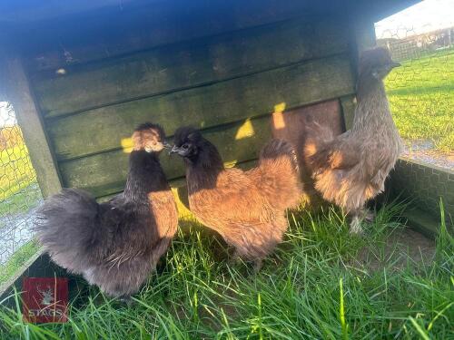 3 PUREBRED SILKIE PULLETS - BIDS PER LIFE