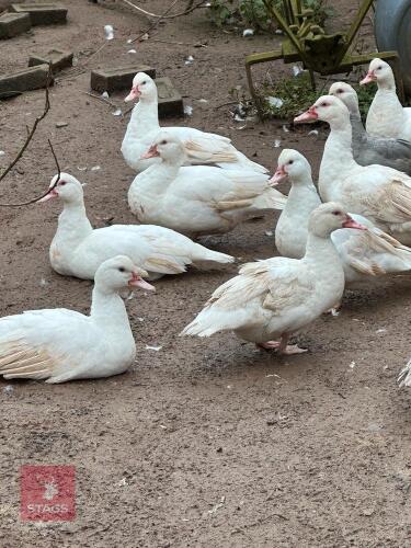 2 MUSCOVY POL DUCKS - BIDS PER LIFE