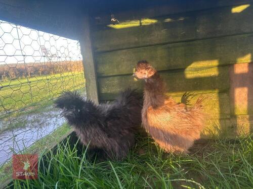 2 PUREBRED FRIZZLE HENS - BIDS PER LIFE