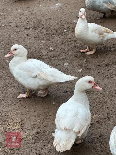 2 MUSCOVY POL DUCKS - BIDS PER LIFE