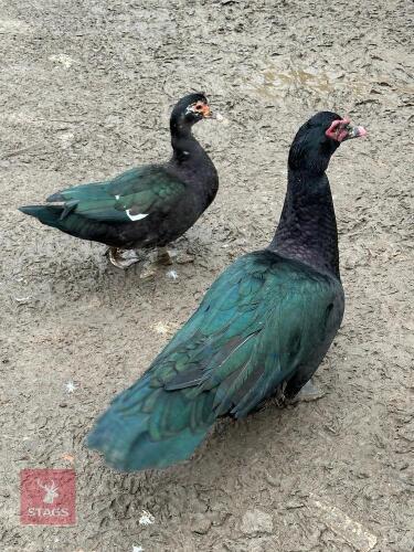 PAIR OF MUSCOVY DUCKS - BIDS PER LIFE