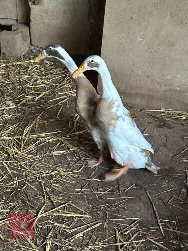 PAIR OF INDIAN RUNNER DUCKS - BIDS PER LIFE