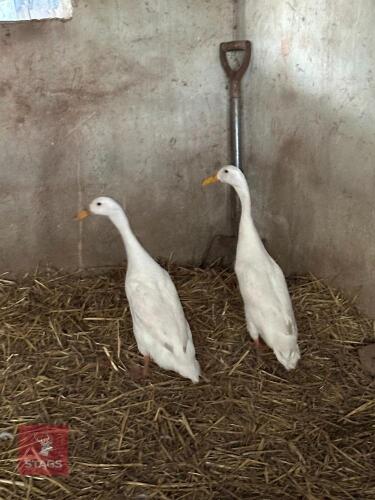 PAIR OF INDIAN RUNNER DUCKS - BIDS PER LIFE