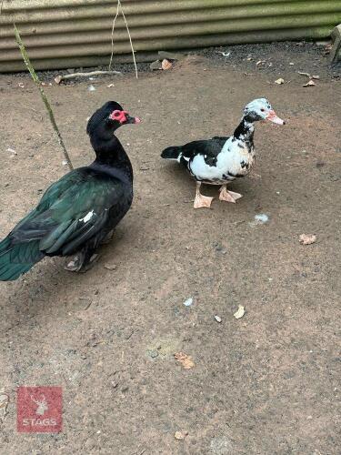TRIO OF MUSCOVY DUCKS - BIDS PER LIFE