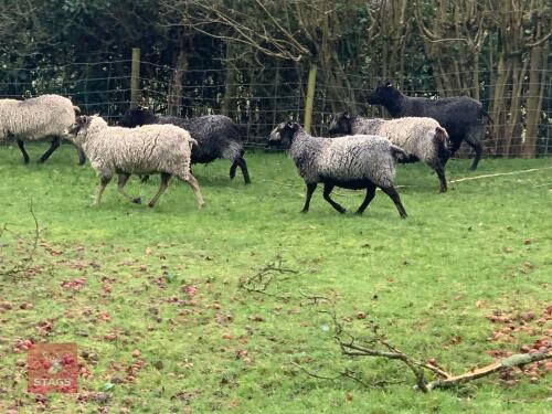10 SHETLAND EWES - BIDS PER LIFE