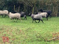 10 SHETLAND EWES - BIDS PER LIFE
