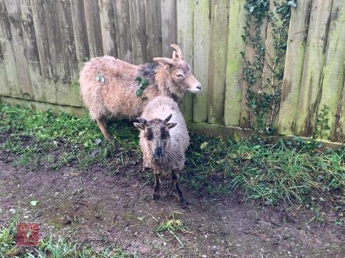 FM BORERAY EWE WITH LAMB AT FOOT - BIDS FOR THE GROUP
