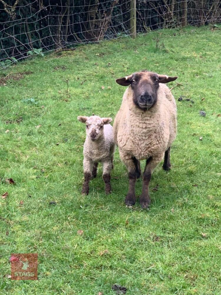 BM SUFFOLK X EWE WITH 2026 EWE LAMB - BIDS FOR THE GROUP