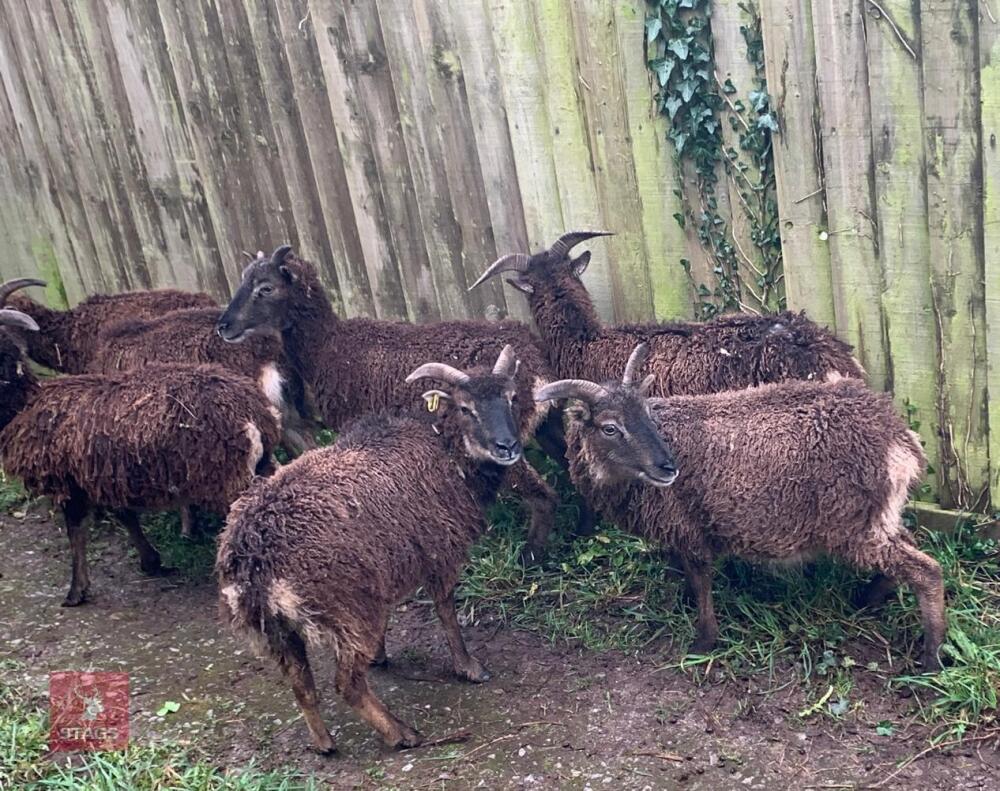 6 X MIXED AGED SOAY EWES - BIDS PER LIFE