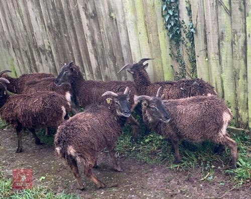 6 X MIXED AGED SOAY EWES - BIDS PER LIFE