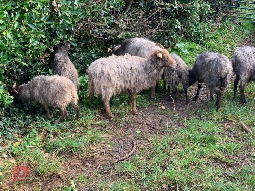 4 MIXED AGED EWES WITH 2025 LAMB AT FOOT - BIDS PER OUTFIT