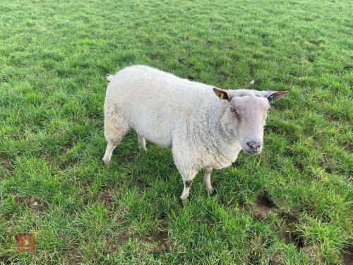 CHARTEX BREEDING RAM