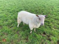 CHARTEX BREEDING RAM