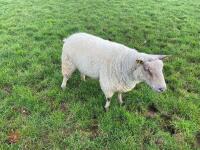 CHARTEX BREEDING RAM - 2