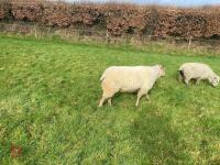 CHARTEX BREEDING RAM - 3