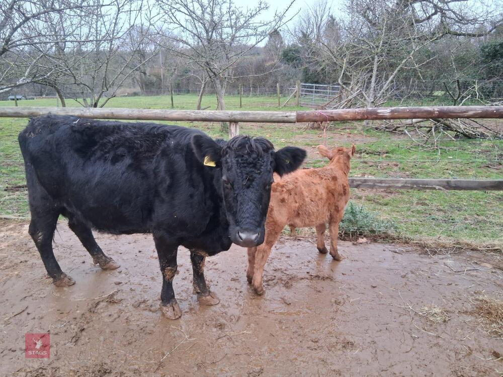 6YO PEDIGREE DEXTER COW & CALF AT FOOT - BIDS FOR THE GROUP