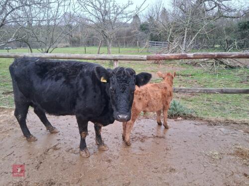 6YO PEDIGREE DEXTER COW & CALF AT FOOT - BIDS FOR THE GROUP
