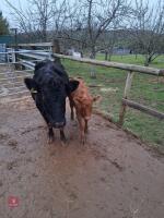 6YO PEDIGREE DEXTER COW & CALF AT FOOT - BIDS FOR THE GROUP - 2