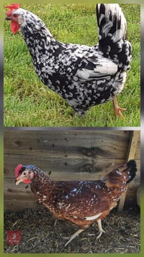 4 MOTTLED LEGHORN PULLETS - BIDS PER LIFE