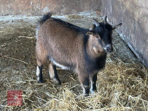11MO PYGMY NANNY GOAT