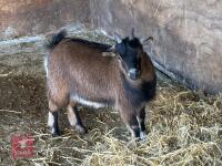 11MO PYGMY NANNY GOAT - 2