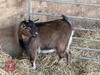 11MO PYGMY NANNY GOAT - 4