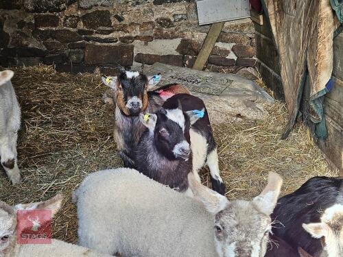2 PYGMY WETHER GOATS - BIDS PER LIFE