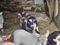 2 PYGMY WETHER GOATS - BIDS PER LIFE