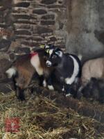 2 PYGMY WETHER GOATS - BIDS PER LIFE - 2