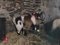 2 PYGMY WETHER GOATS - BIDS PER LIFE - 3