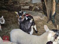 2 PYGMY WETHER GOATS - BIDS PER LIFE - 4