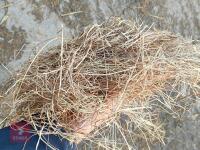 90 SQUARE BALES OF 2025 HAY - BIDS PER BALE - 3